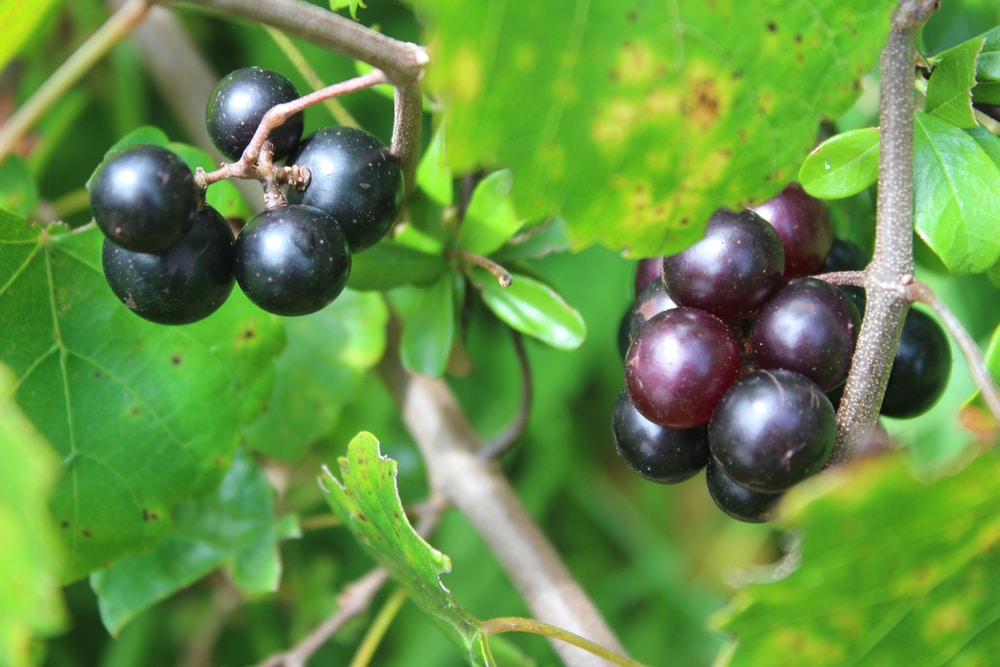 A Summer Afternoon at The San Sebastian Winery 2 The San Sebastian Winery