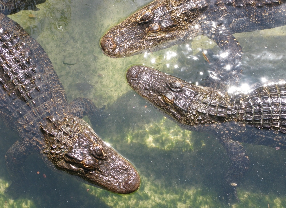 Photo of the St. Augustine Alligator Farm